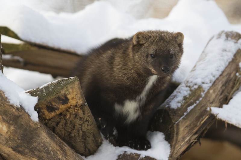 Elusive carnivores fishers from weasel family released in North